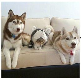 要哈士奇大腚娱乐吃瓜酱,吃瓜酱带你领略萌宠界的欢乐盛宴